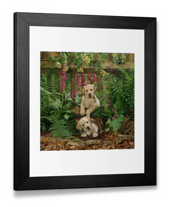 Framed Print : Two Yellow Labrador puppies playing through a gap in the fence, 7 weeks old Framed Print : Two Yellow Labrador puppies playing through a gap in the fence, 7 weeks old