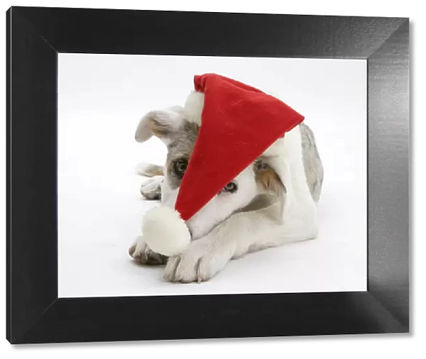 White-and-merle Border Collie-cross puppy, Ice, 14 weeks, wearing a Father Christmas hat
