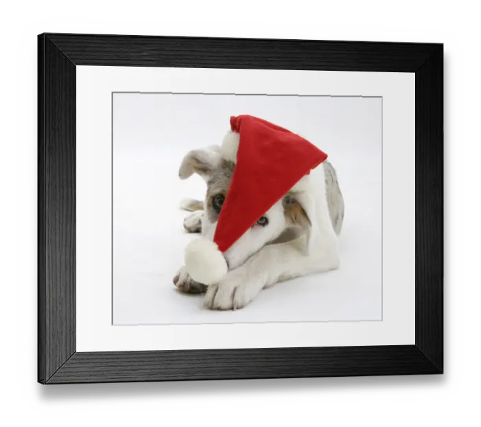 Framed Print : White-and-merle Border Collie-cross puppy, Ice, 14 weeks, wearing a Father Christmas hat Framed Print : White-and-merle Border Collie-cross puppy, Ice, 14 weeks, wearing a Father Christmas hat