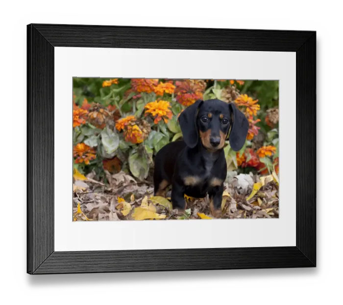 Framed Print : Portrait of black and tan smooth coated Dachshund puppy, sitting in leaves, with zinnias Framed Print : Portrait of black and tan smooth coated Dachshund puppy, sitting in leaves, with zinnias