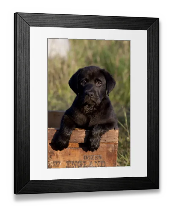 Framed Print : Portrait of Black Labrador Retriever puppy in antique wooden egg box, Illinois, USA Framed Print : Portrait of Black Labrador Retriever puppy in antique wooden egg box, Illinois, USA