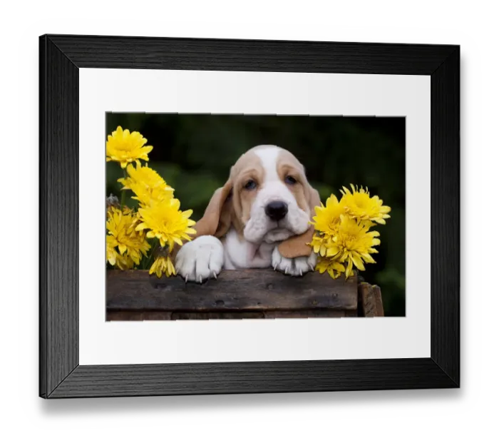 Framed Print : Basset puppy with yellow Chrysanthemums in antique wooden box. USA Framed Print : Basset puppy with yellow Chrysanthemums in antique wooden box. USA