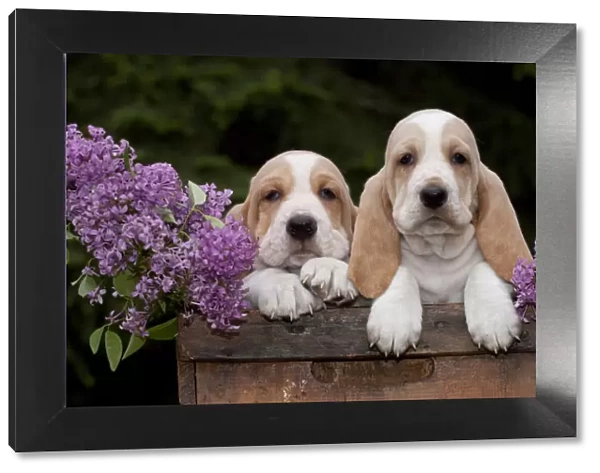 Two Basset Hound puppies with purple flowers in antique wooden box; Marengo, Illinois