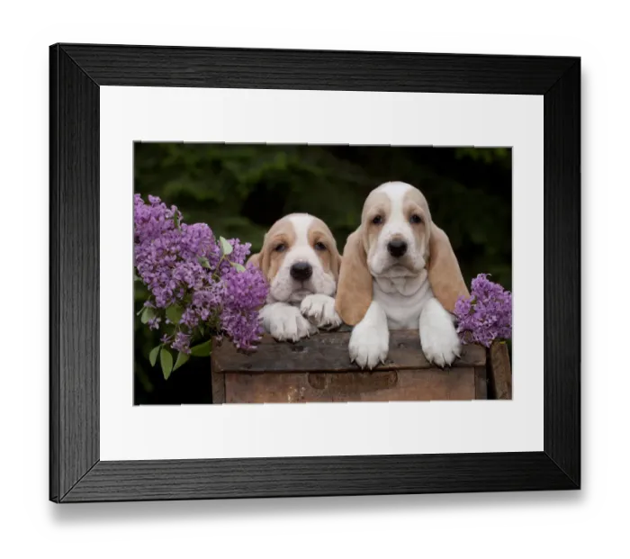 Framed Print : Two Basset Hound puppies with purple flowers in antique wooden box; Marengo, Illinois Framed Print : Two Basset Hound puppies with purple flowers in antique wooden box; Marengo, Illinois