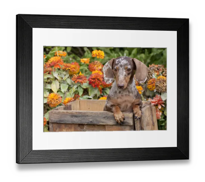 Framed Print : Portrait of dappled miniature Dachshund puppy, in antique wooden box with zinnias in background