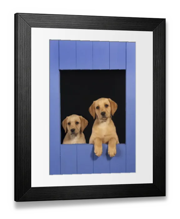 Framed Print : Two Yellow Labrador retriever puppies looking out from blue kennel, UK Framed Print : Two Yellow Labrador retriever puppies looking out from blue kennel, UK