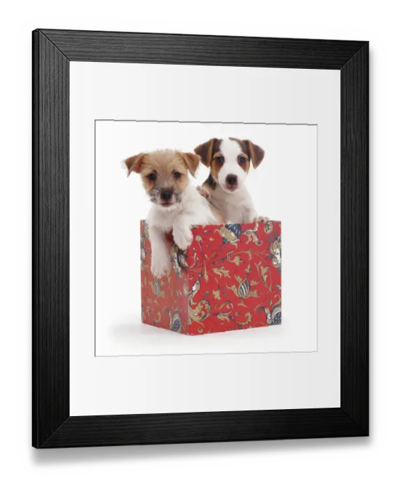 Framed Print : Jack-in-a-box - two Jack Russell Terrier puppies in box, one rough coated, one smooth coated Framed Print : Jack-in-a-box - two Jack Russell Terrier puppies in box, one rough coated, one smooth coated
