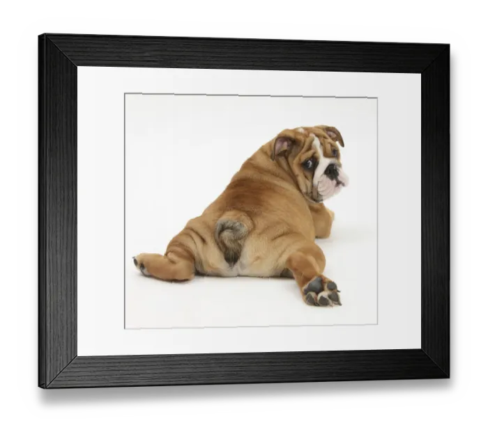 Framed Print : Bulldog puppy, 11 weeks, rear view sprawled out and looking round Framed Print : Bulldog puppy, 11 weeks, rear view sprawled out and looking round