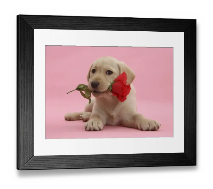 Framed Print : Yellow Labrador Retriever bitch puppy, 10 weeks, with a red rose Framed Print : Yellow Labrador Retriever bitch puppy, 10 weeks, with a red rose
