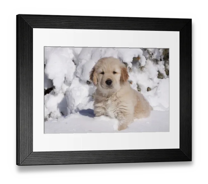 Framed Print : Golden Retriever puppy sitting in snow. Big Rock, Illinois, USA, February Framed Print : Golden Retriever puppy sitting in snow. Big Rock, Illinois, USA, February