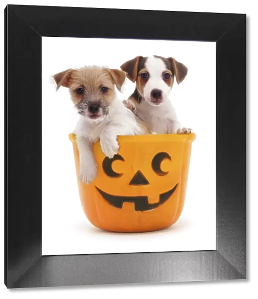 Jack-in-a-bucket - two Jack Russell Terrier puppies in a Halloween pumpkin bucket
