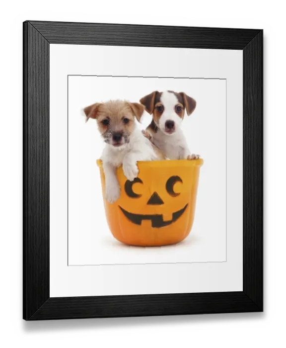 Framed Print : Jack-in-a-bucket - two Jack Russell Terrier puppies in a Halloween pumpkin bucket Framed Print : Jack-in-a-bucket - two Jack Russell Terrier puppies in a Halloween pumpkin bucket