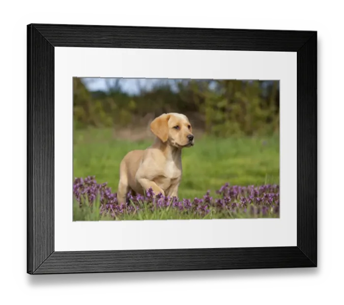 Framed Print : Yellow Labrador retriever puppy amongst spring flowers in garden, UK, April Framed Print : Yellow Labrador retriever puppy amongst spring flowers in garden, UK, April