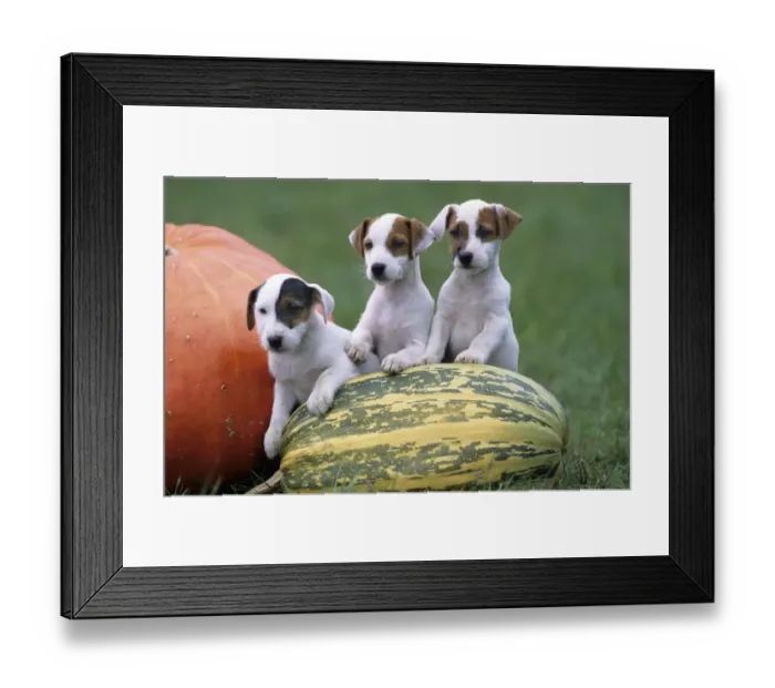 Framed Print : Dog, Jack Russell Terrier, three puppies with pumpkin Framed Print : Dog, Jack Russell Terrier, three puppies with pumpkin