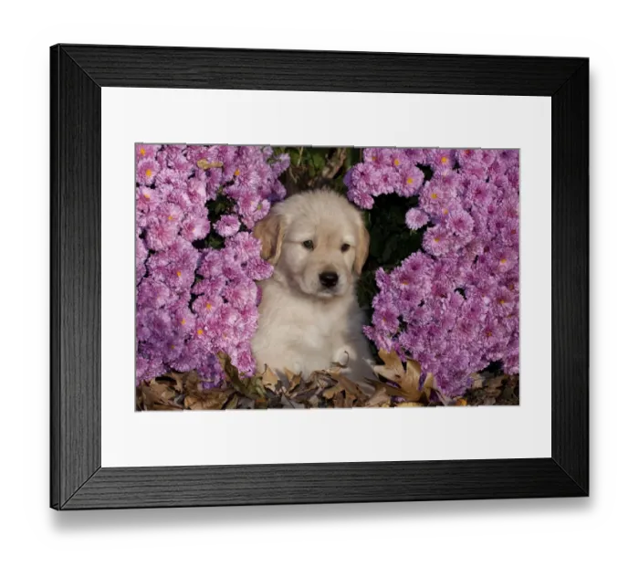 Framed Print : Golden Retriever puppy amongst autumn leaves and Chrysanthemum flowers, Illinois, USA Framed Print : Golden Retriever puppy amongst autumn leaves and Chrysanthemum flowers, Illinois, USA