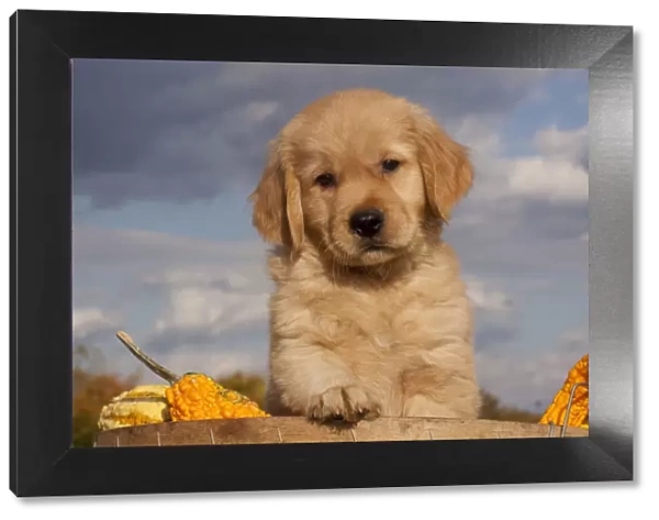 Portrait of Golden Retriever puppy with paw on rim of basket full of gourds, Connecticut