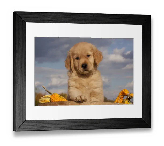 Framed Print : Portrait of Golden Retriever puppy with paw on rim of basket full of gourds, Connecticut Framed Print : Portrait of Golden Retriever puppy with paw on rim of basket full of gourds, Connecticut