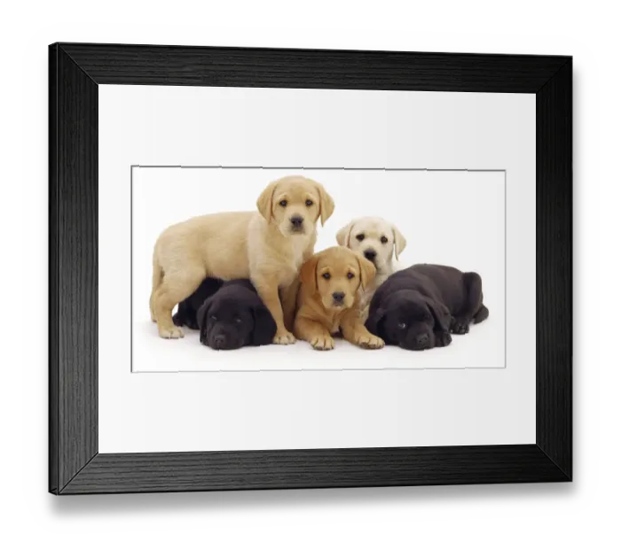 Framed Print : Three yellow and two black Labrador puppies, 6 weeks Framed Print : Three yellow and two black Labrador puppies, 6 weeks