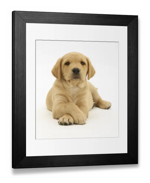 Framed Print : Yellow Labrador Retriever pup, 8 weeks, lying with paws crossed