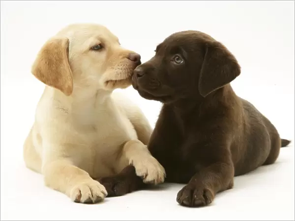 Yellow and Chocolate Labrador Retriever puppies