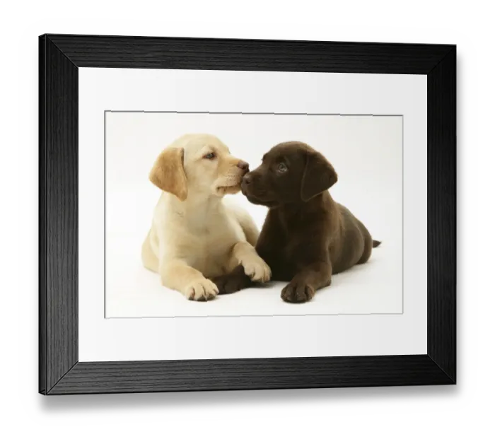 Framed Print : Yellow and Chocolate Labrador Retriever puppies Framed Print : Yellow and Chocolate Labrador Retriever puppies