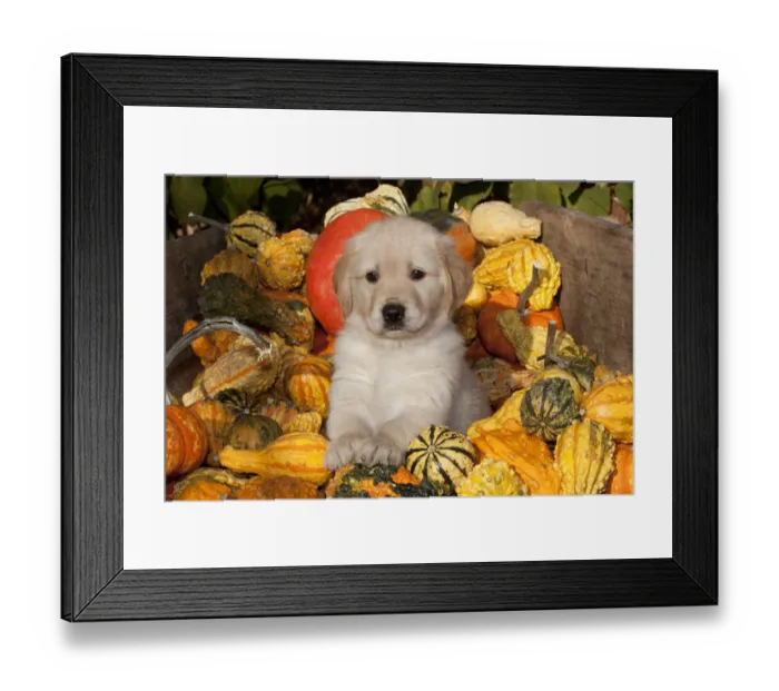 Framed Print : Golden Retriever puppy, 6 weeks, amongst gourds, Illinois, USA Framed Print : Golden Retriever puppy, 6 weeks, amongst gourds, Illinois, USA