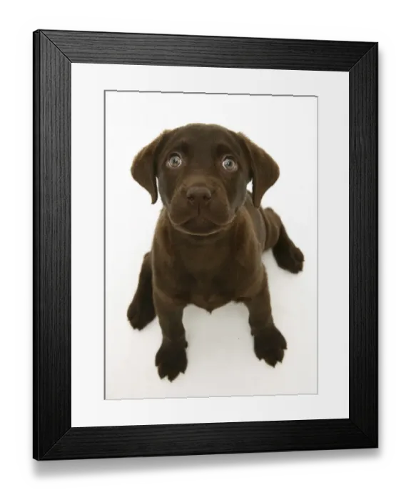Framed Print : Chocolate Labrador Retriever puppy, sitting and looking up Framed Print : Chocolate Labrador Retriever puppy, sitting and looking up