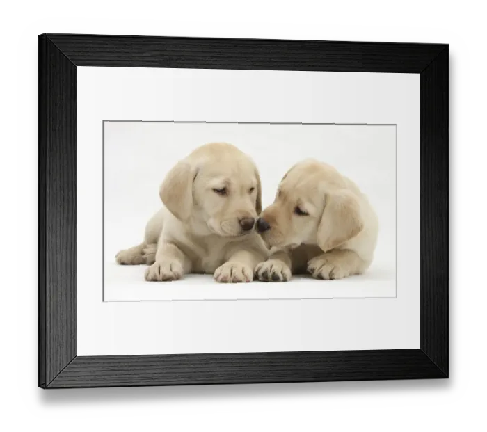 Framed Print : Yellow Labrador Retriever puppies, 8 weeks Framed Print : Yellow Labrador Retriever puppies, 8 weeks