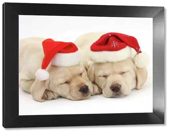 Sleeping Yellow Labrador Retriever puppies, 8 weeks, wearing Father Christmas hats