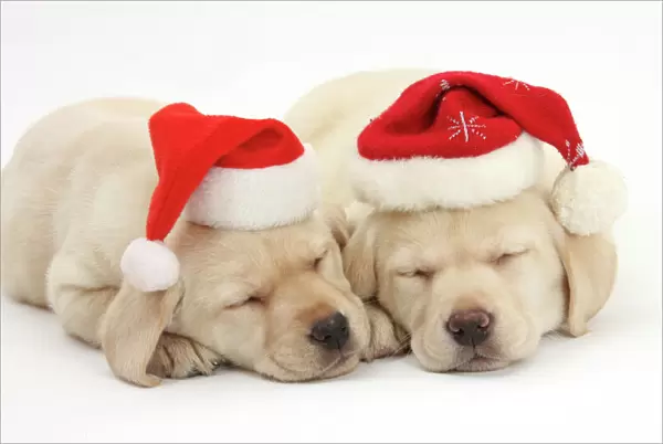Sleeping Yellow Labrador Retriever puppies, 8 weeks, wearing Father Christmas hats
