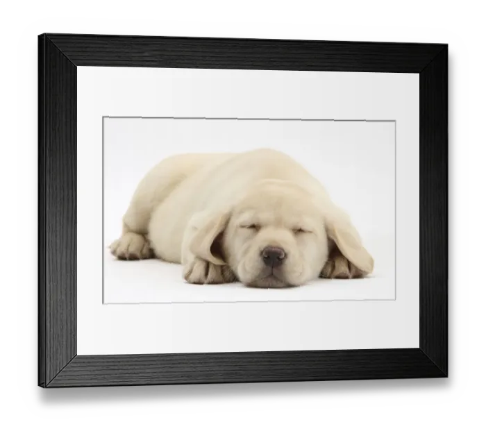 Framed Print : Sleeping Yellow Labrador Retriever pup, 8 weeks Framed Print : Sleeping Yellow Labrador Retriever pup, 8 weeks