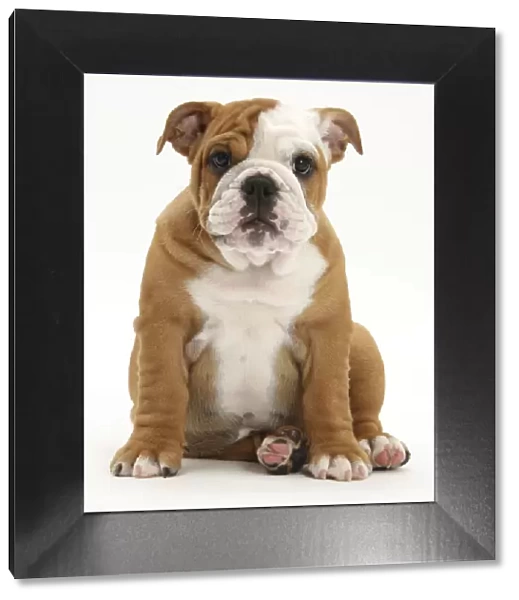 Portrait of a Bulldog puppy sitting, 11 weeks