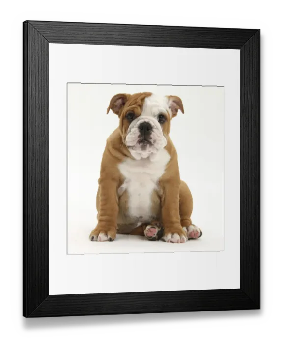 Framed Print : Portrait of a Bulldog puppy sitting, 11 weeks Framed Print : Portrait of a Bulldog puppy sitting, 11 weeks