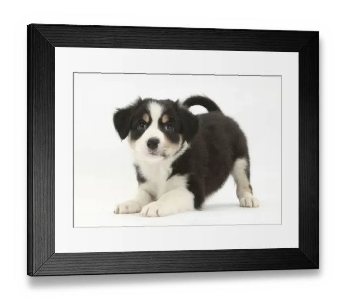 Framed Print : Tricolour Border Collie puppy in play-bow Framed Print : Tricolour Border Collie puppy in play-bow