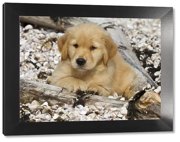 Golden retriever puppy, 7 weeks, lying on sea shell covered beach, Madison, Connectiut