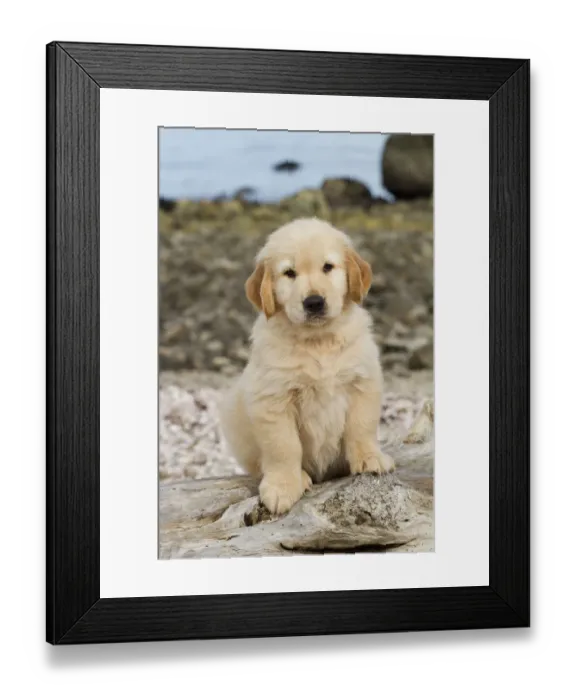 Framed Print : Golden retriever puppy, 7 weeks, sitting on driftwood log at beach, Madison, Connecticut Framed Print : Golden retriever puppy, 7 weeks, sitting on driftwood log at beach, Madison, Connecticut