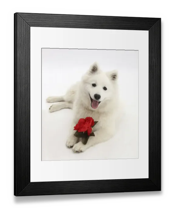 Framed Print : White Japanese Spitz dog, Sushi, 6 months old, holding a red rose Framed Print : White Japanese Spitz dog, Sushi, 6 months old, holding a red rose