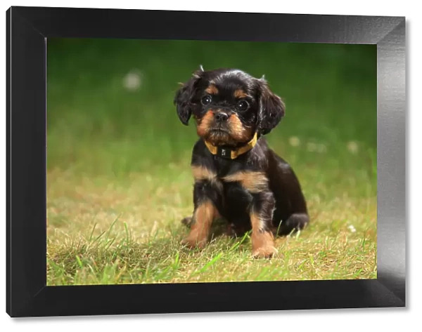 Cavalier King Charles Spaniel, puppy, black-and-tan, 6 weeks, sitting on grass, wearing