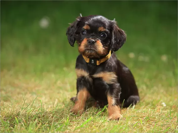 Cavalier King Charles Spaniel, puppy, black-and-tan, 6 weeks, sitting on grass, wearing