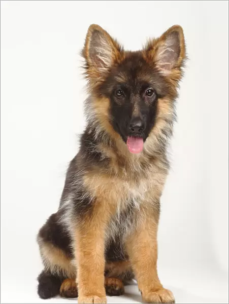German Shepherd  /  Alsatian, puppy, 4 months, sitting with tongue out