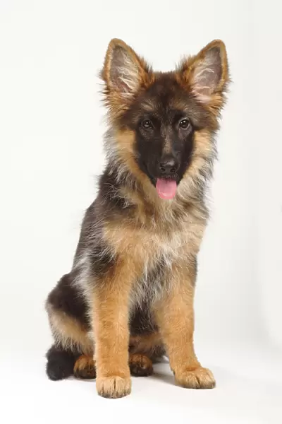 German Shepherd  /  Alsatian, puppy, 4 months, sitting with tongue out