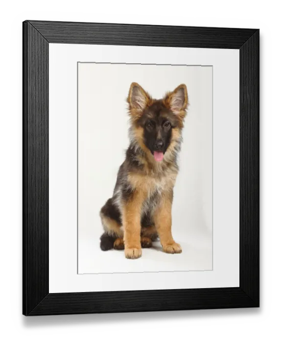 Framed Print : German Shepherd / Alsatian, puppy, 4 months, sitting with tongue out Framed Print : German Shepherd / Alsatian, puppy, 4 months, sitting with tongue out