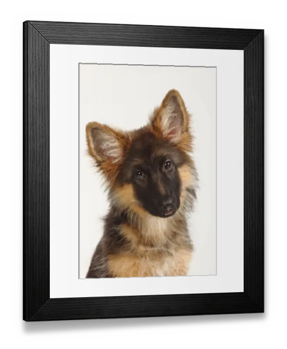 Framed Print : German Shepherd / Alsatian, puppy, 4 months, portrait with head tilted to one side Framed Print : German Shepherd / Alsatian, puppy, 4 months, portrait with head tilted to one side