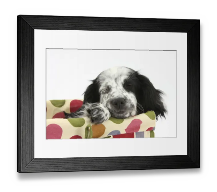 Framed Print : Black and white Border Collie x Cocker Spaniel puppy, 11 weeks, asleep in a basket Framed Print : Black and white Border Collie x Cocker Spaniel puppy, 11 weeks, asleep in a basket