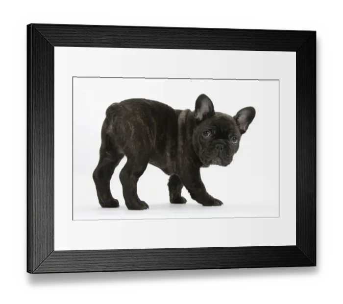 Framed Print : Dark brindle French Bulldog pup, Bacchus, 9 weeks old Framed Print : Dark brindle French Bulldog pup, Bacchus, 9 weeks old