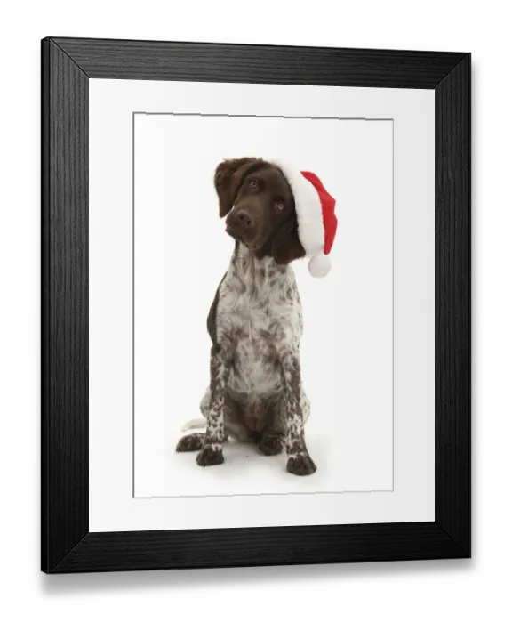 Framed Print : Munsterlander, Helena, 5 months old, wearing a Father Christmas hat Framed Print : Munsterlander, Helena, 5 months old, wearing a Father Christmas hat