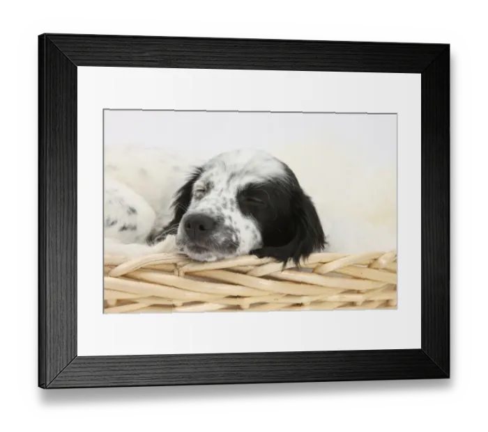 Framed Print : Black and white Border Collie x Cocker Spaniel puppy, 11 weeks, asleep in a wicker basket Framed Print : Black and white Border Collie x Cocker Spaniel puppy, 11 weeks, asleep in a wicker basket