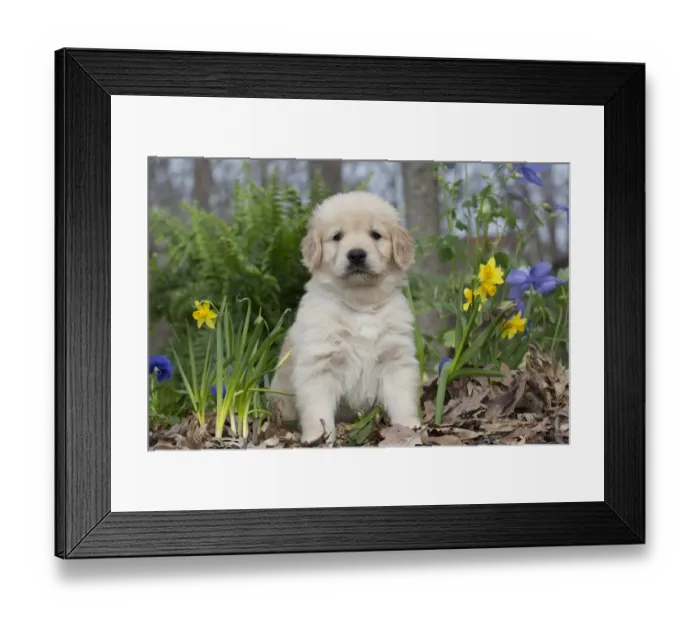 Framed Print : Golden Retriever puppy at 5 weeks, in garden with blue sweet peas and tete-a-tete daffodils Framed Print : Golden Retriever puppy at 5 weeks, in garden with blue sweet peas and tete-a-tete daffodils