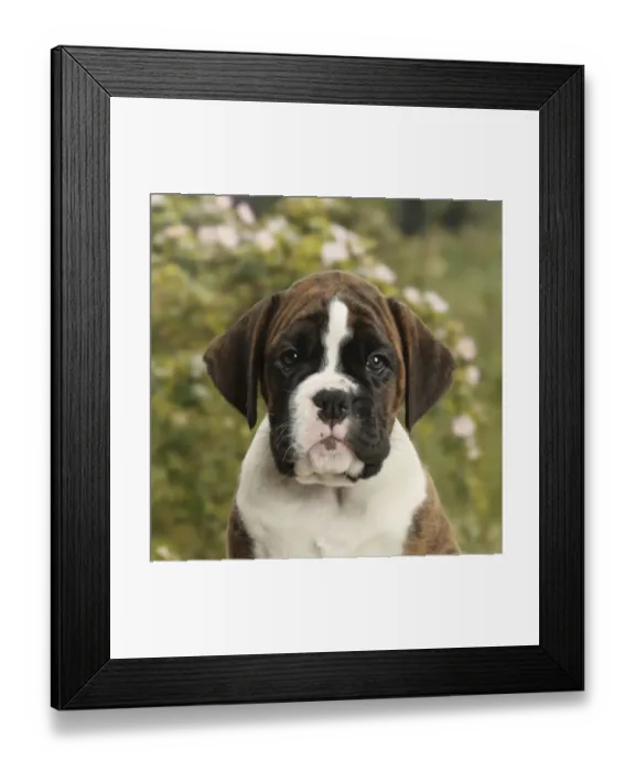 Framed Print : Boxer puppy, 8 weeks Framed Print : Boxer puppy, 8 weeks