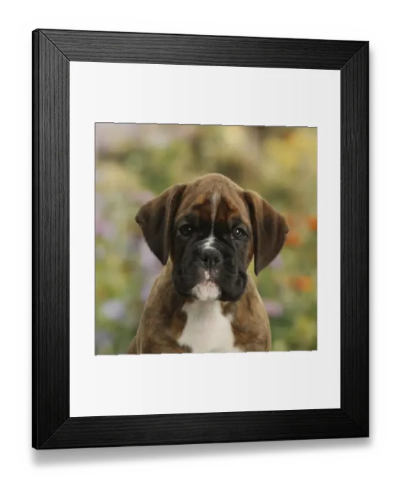 Framed Print : Boxer puppy, 8 weeks Framed Print : Boxer puppy, 8 weeks